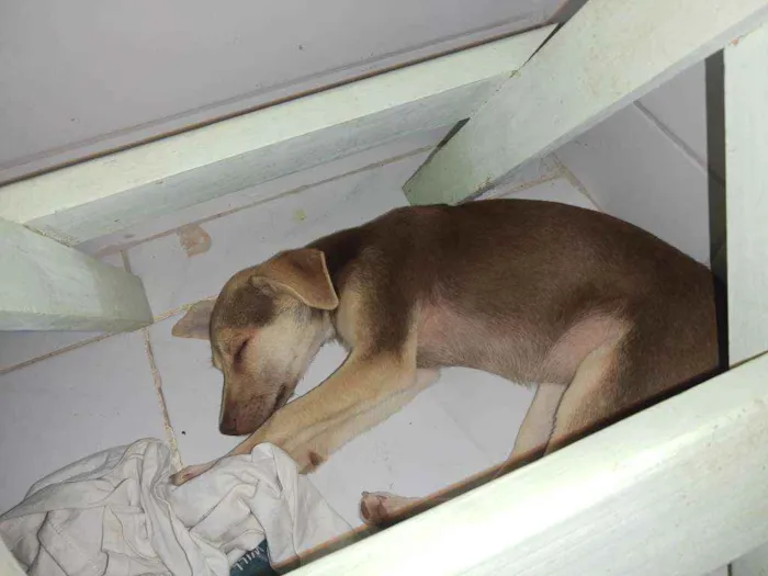 Cachorro ra a Vira lata idade 2 a 6 meses nome Mel