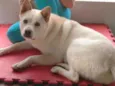 snoopy