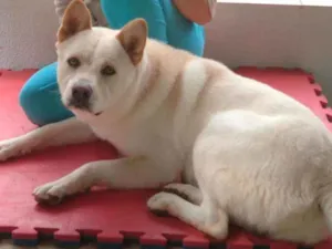 Cachorro raça chow chow com pastor alemão  idade 1 ano nome snoopy