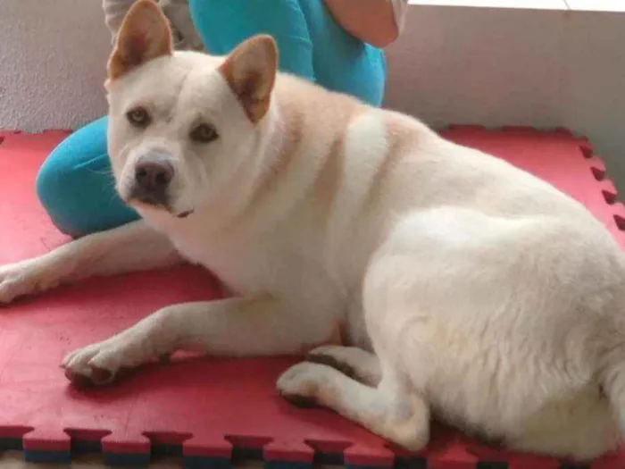 Cachorro ra a chow chow com pastor alemão  idade 1 ano nome snoopy