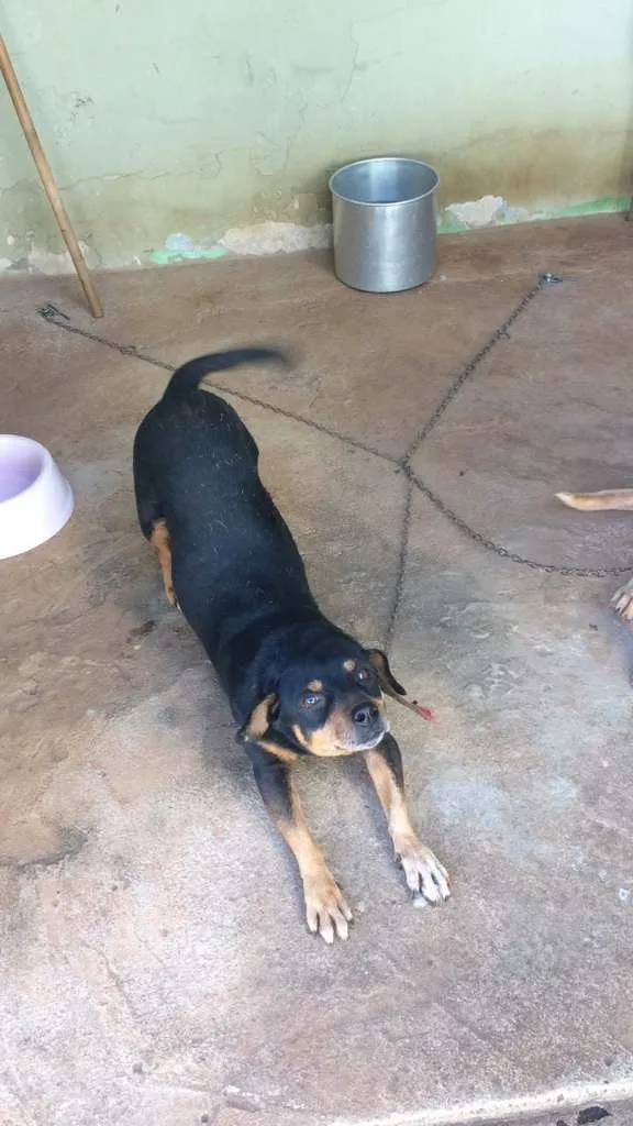 Cachorro ra a vira lata  idade 5 anos nome Jade