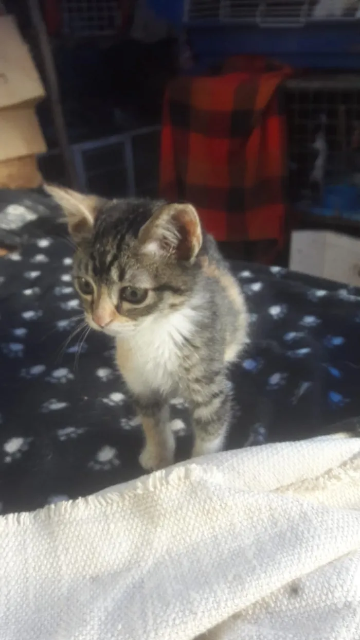 Gato ra a Srd idade Abaixo de 2 meses nome Luly
