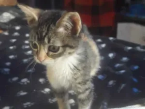 Gato raça Srd idade Abaixo de 2 meses nome Luly