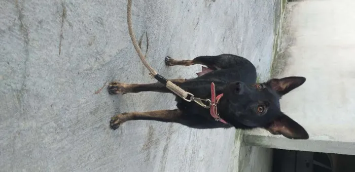 Cachorro ra a SRD idade 1 ano nome Lysa