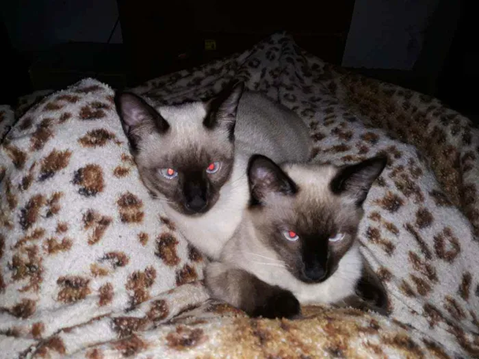 Gato ra a não definida idade 2 a 6 meses nome Mufasa e Scar