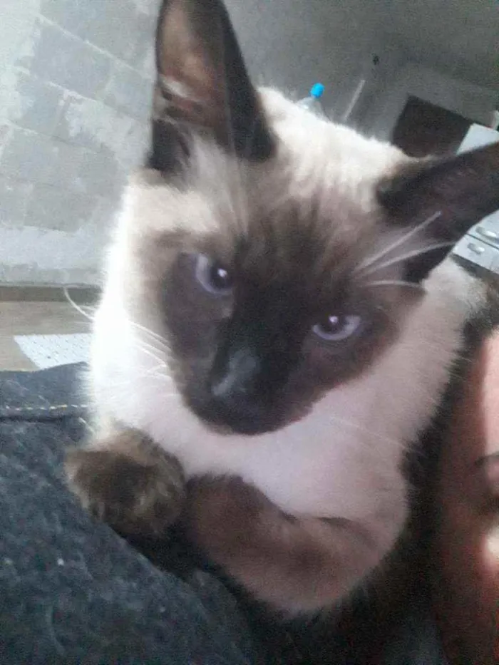 Gato ra a não definida idade 2 a 6 meses nome Mufasa e Scar