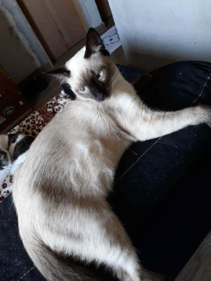 Gato ra a não definida idade 2 a 6 meses nome Mufasa e Scar