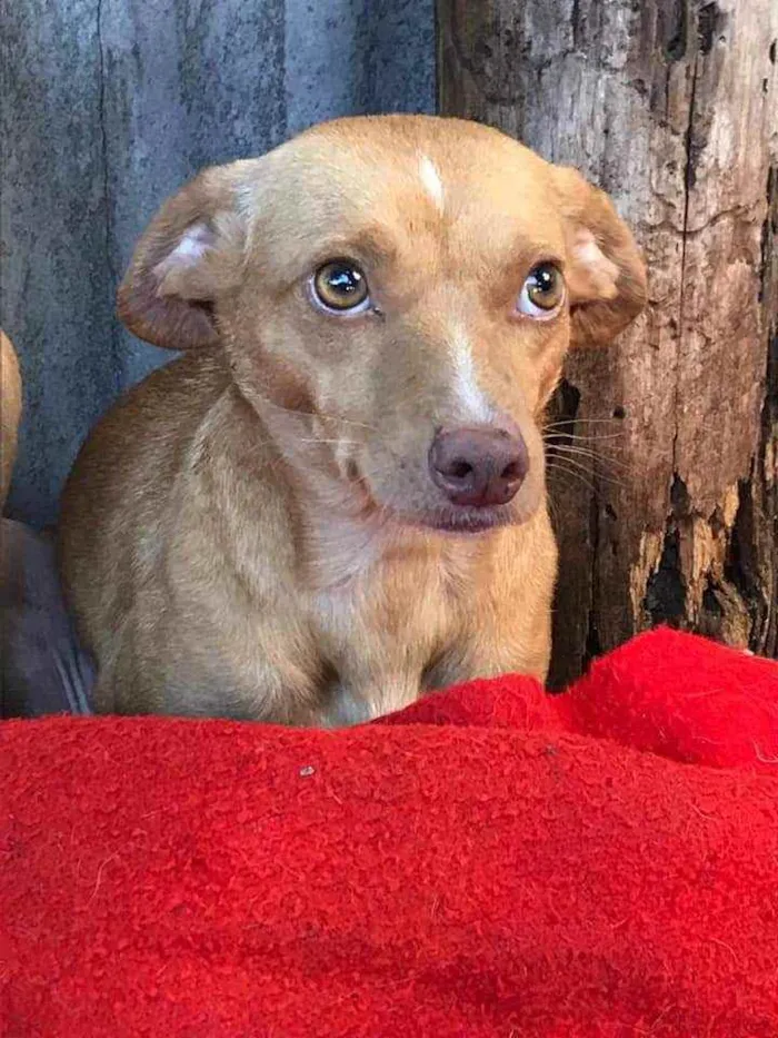 Cachorro raça SRD idade 3 anos nome Mãe e Filha
