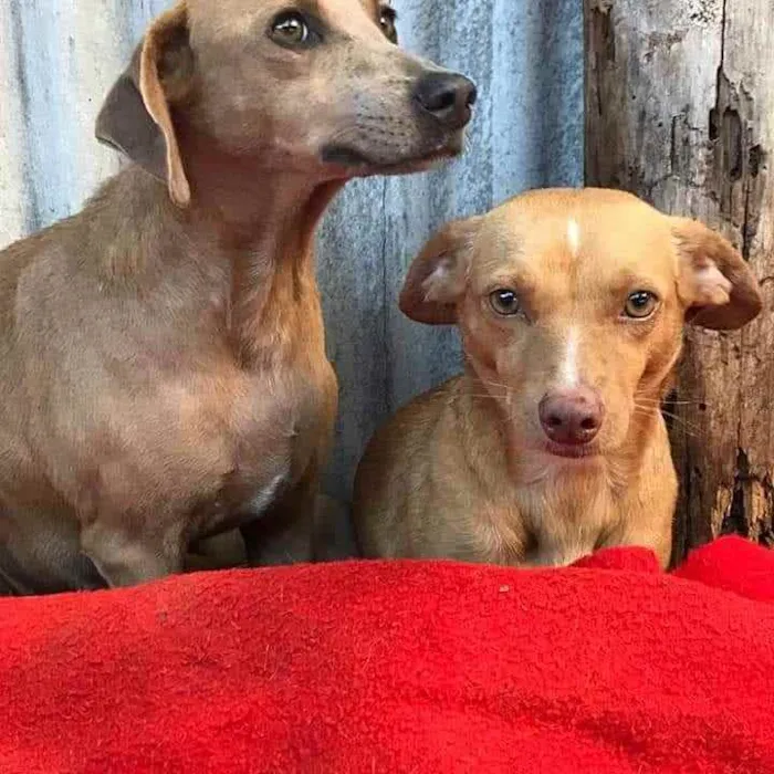 Cachorro raça SRD idade 3 anos nome Mãe e Filha