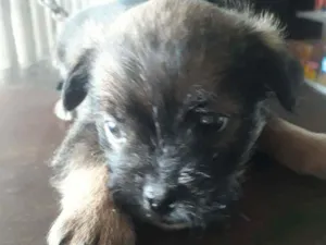 Cachorro raça Srd idade Abaixo de 2 meses nome Sem nome