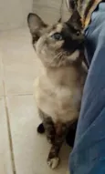 Nina Linda gatinha