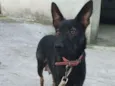 Lysa