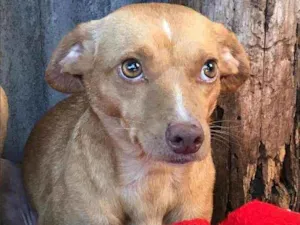 Cachorro raça SRD idade 3 anos nome Mãe e Filha
