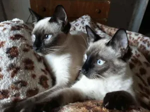 Gato raça não definida idade 2 a 6 meses nome Mufasa e Scar