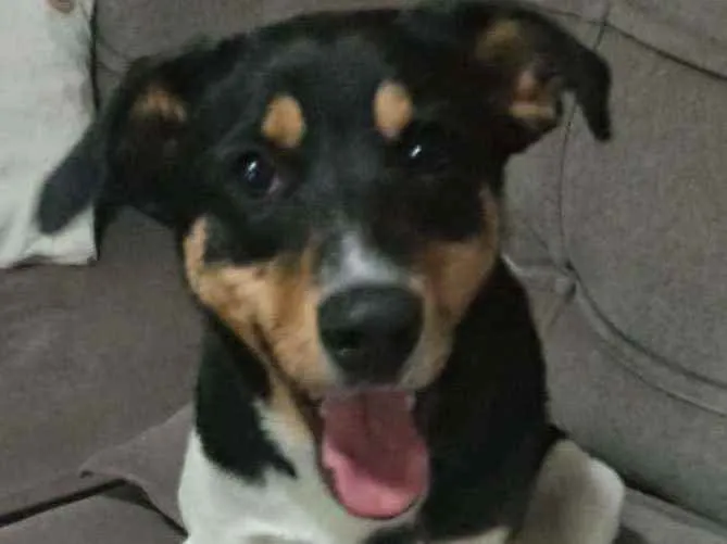 Cachorro ra a Não sei idade 2 a 6 meses nome Luna