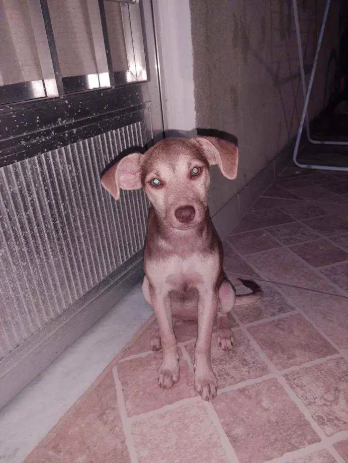 Cachorro ra a Vira lata idade 2 a 6 meses nome Mel