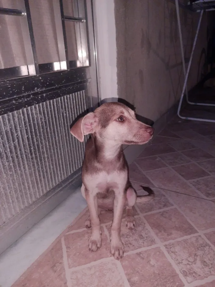 Cachorro ra a Vira lata idade 2 a 6 meses nome Mel