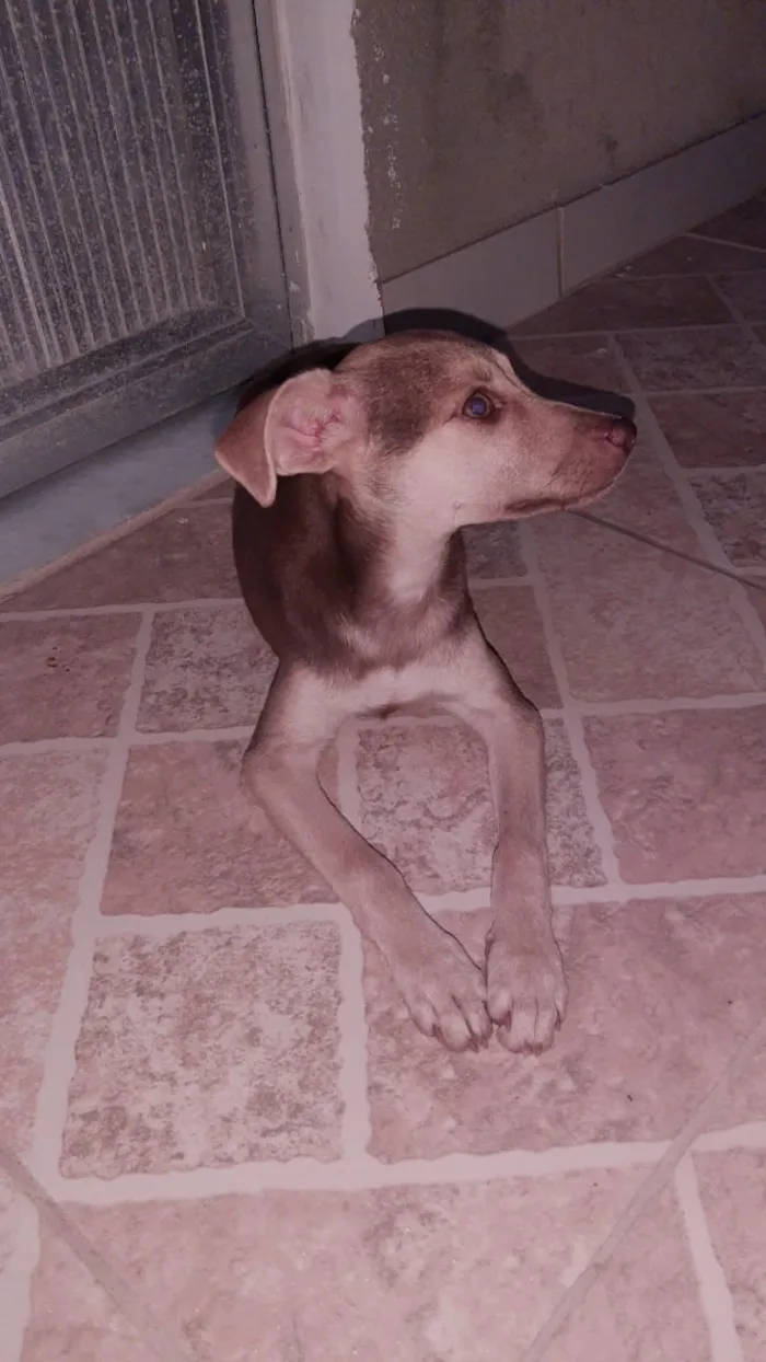Cachorro ra a Vira lata idade 2 a 6 meses nome Mel