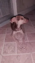 Mel