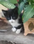 Samanta 