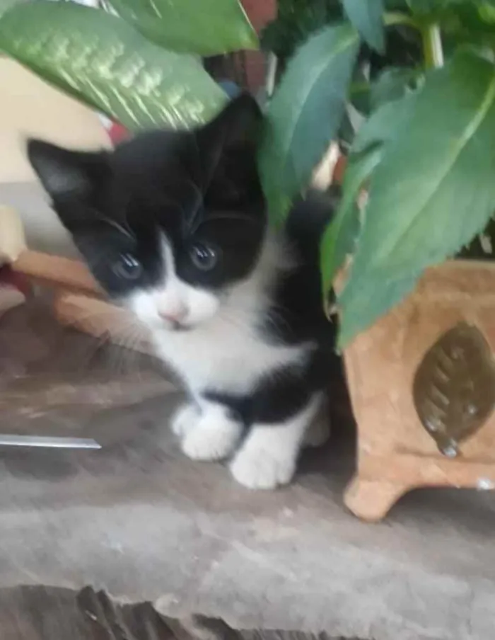 Gato ra a SRD  idade 2 a 6 meses nome Samanta 