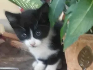 Gato raça SRD  idade 2 a 6 meses nome Samanta 