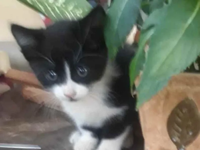 Gato ra a SRD  idade 2 a 6 meses nome Samanta 