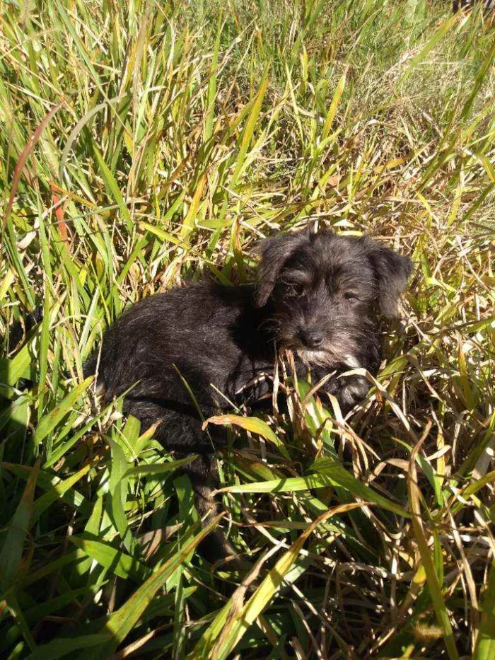 Cachorro ra a Indefinida idade 2 a 6 meses nome Não tem