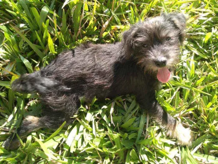 Cachorro ra a Indefinida idade 2 a 6 meses nome Não tem