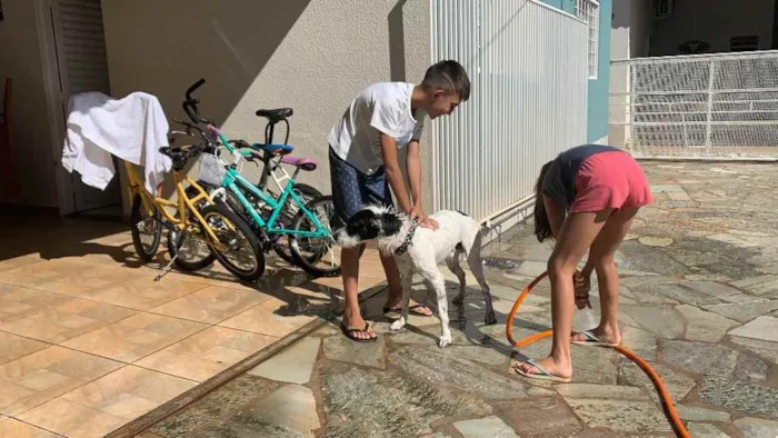 Cachorro ra a SRD idade 1 ano nome Bolinha