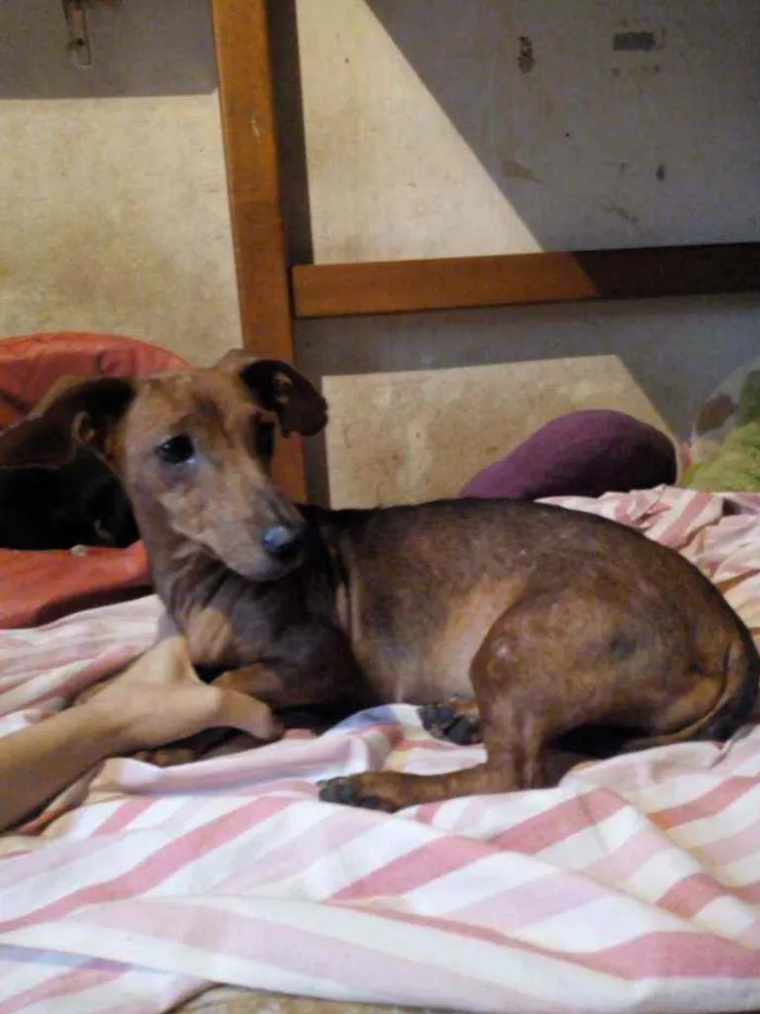 Cachorro ra a dachshund idade 2 anos nome Brenda