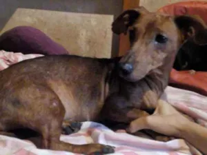 Cachorro raça dachshund idade 2 anos nome Brenda