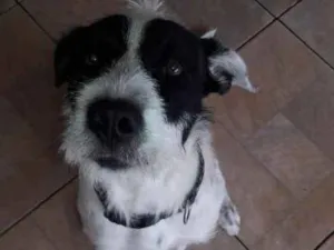 Cachorro raça SRD idade 1 ano nome Bolinha