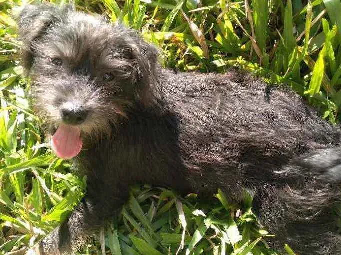 Cachorro ra a Indefinida idade 2 a 6 meses nome Não tem