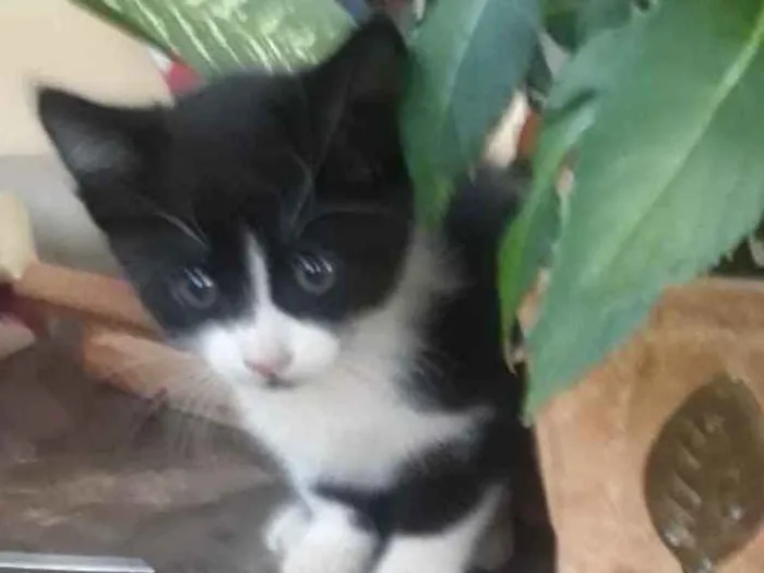 Gato ra a SRD  idade 2 a 6 meses nome Samanta 