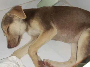 Cachorro raça Vira lata idade 2 a 6 meses nome Mel