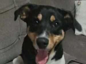 Cachorro raça Não sei idade 2 a 6 meses nome Luna