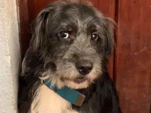 Cachorro raça Srd idade  nome Bethoven 