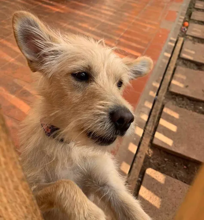 Cachorro ra a Srd idade  nome Bellinha