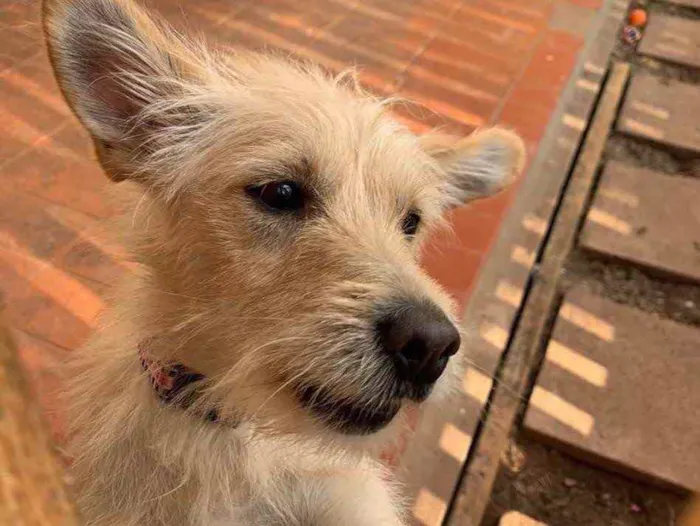 Cachorro ra a Srd idade  nome Bellinha