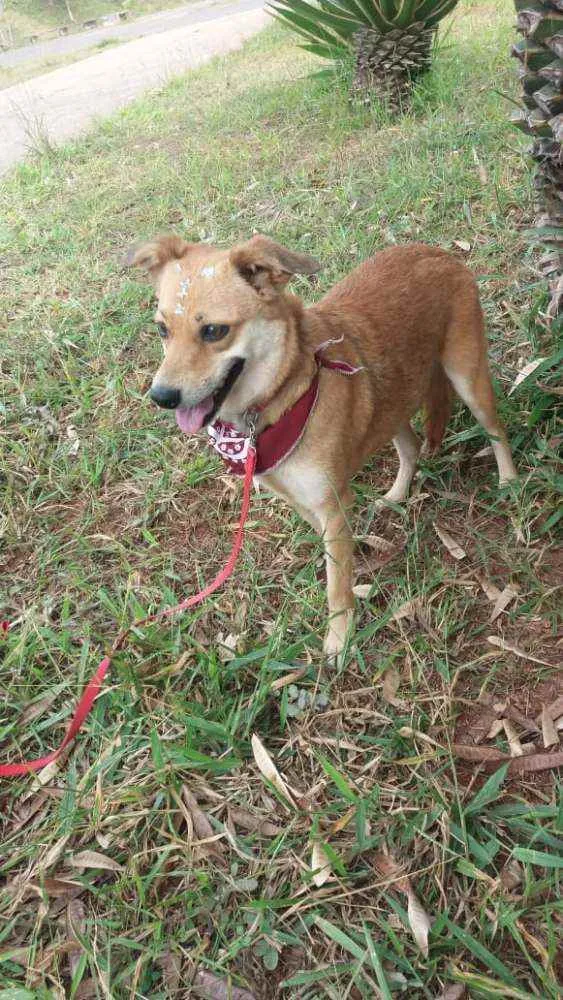 Cachorro ra a Não definida idade 1 ano nome Flor