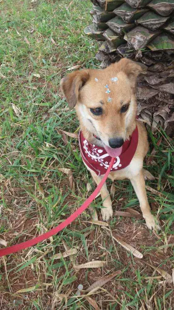 Cachorro ra a Não definida idade 1 ano nome Flor