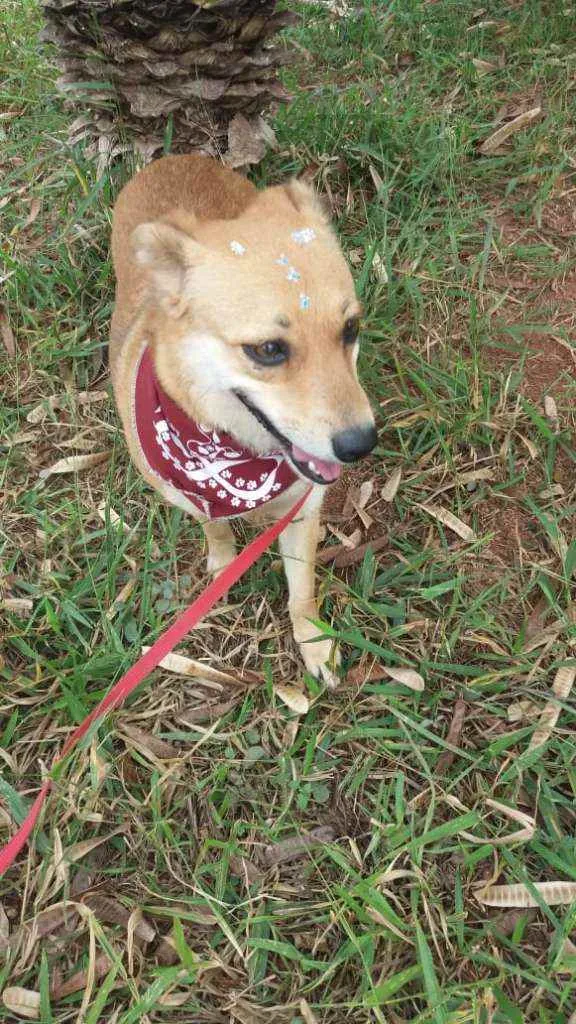 Cachorro ra a Não definida idade 1 ano nome Flor
