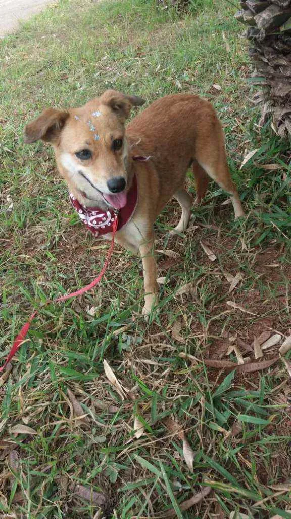 Cachorro ra a Não definida idade 1 ano nome Flor