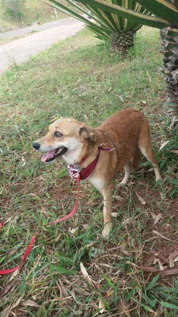 Cachorro ra a Não definida idade 1 ano nome Flor