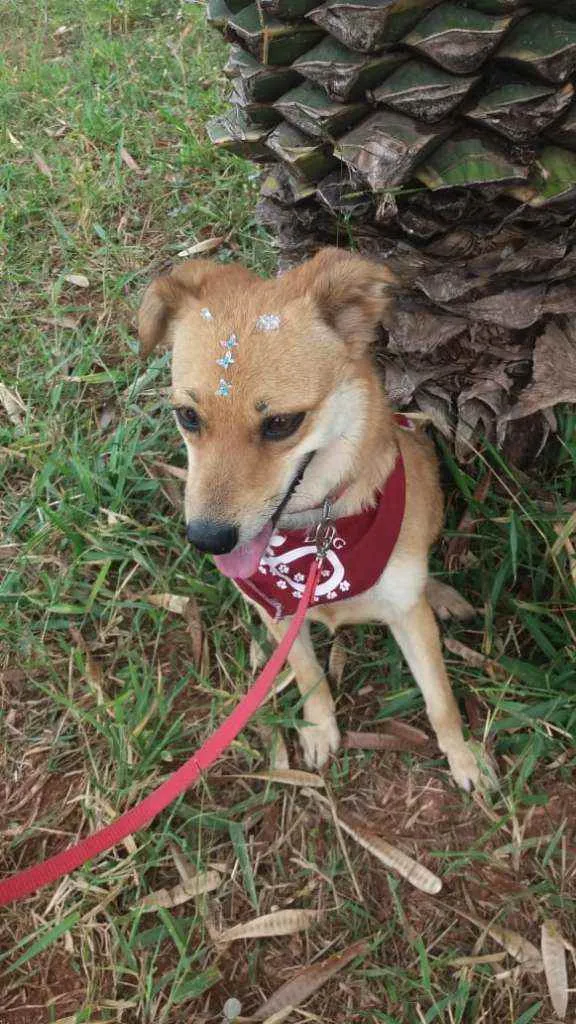 Cachorro ra a Não definida idade 1 ano nome Flor