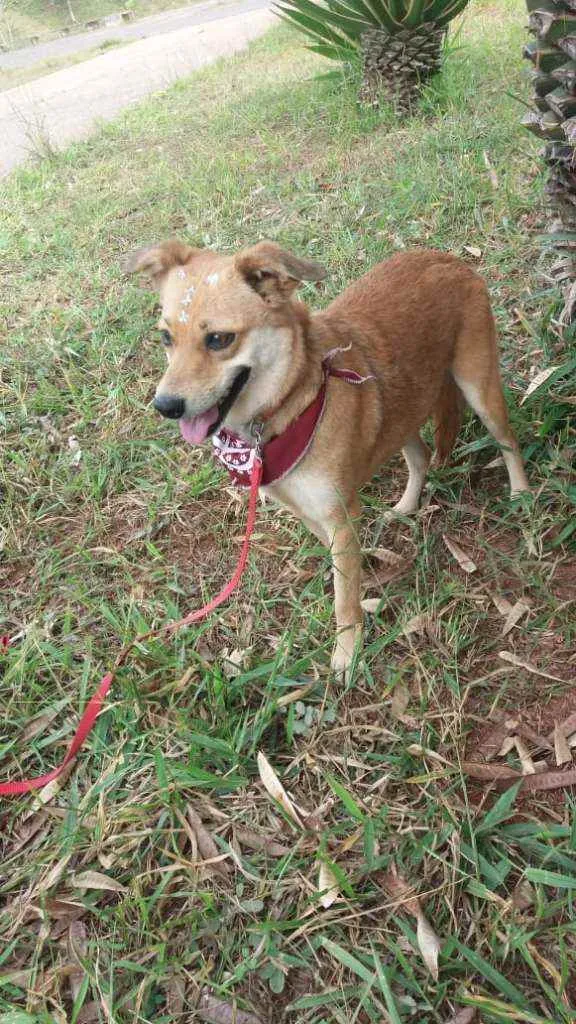 Cachorro ra a Não definida idade 1 ano nome Flor