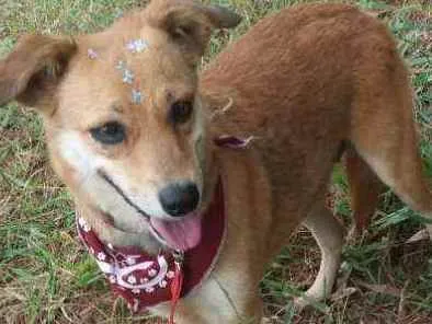 Cachorro ra a Não definida idade 1 ano nome Flor