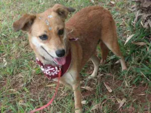 Cachorro raça Não definida idade 1 ano nome Flor