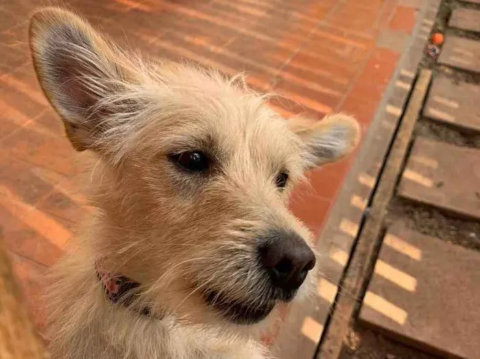 Cachorro ra a Srd idade  nome Bellinha